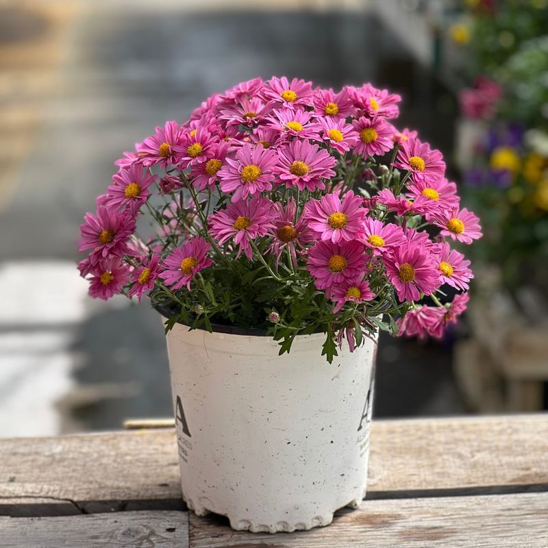 Overlooking Pot Size And Plant Proportion