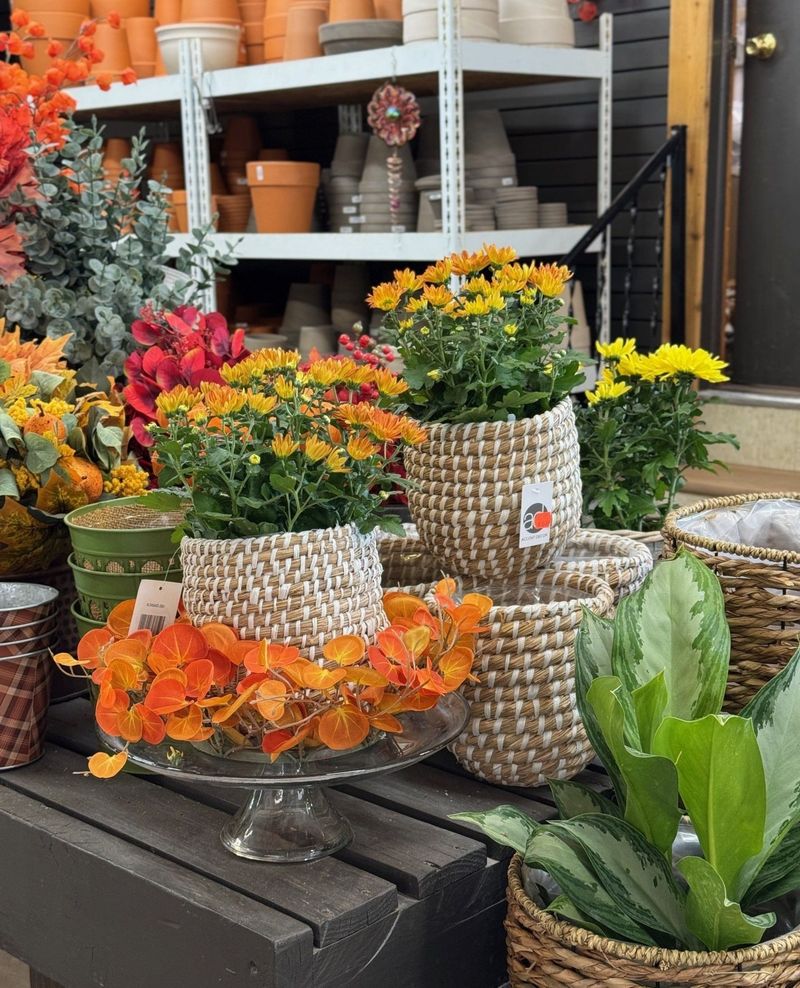 Picking Mums In Flimsy Decorative Containers
