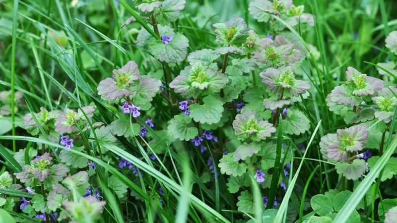 Neglecting Final Weed Control