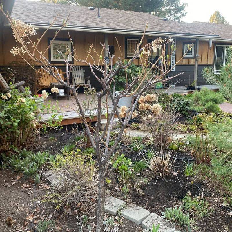 Leaving Dead Plants And Debris Around