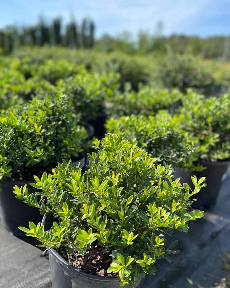 Planting Evergreens on the South Side
