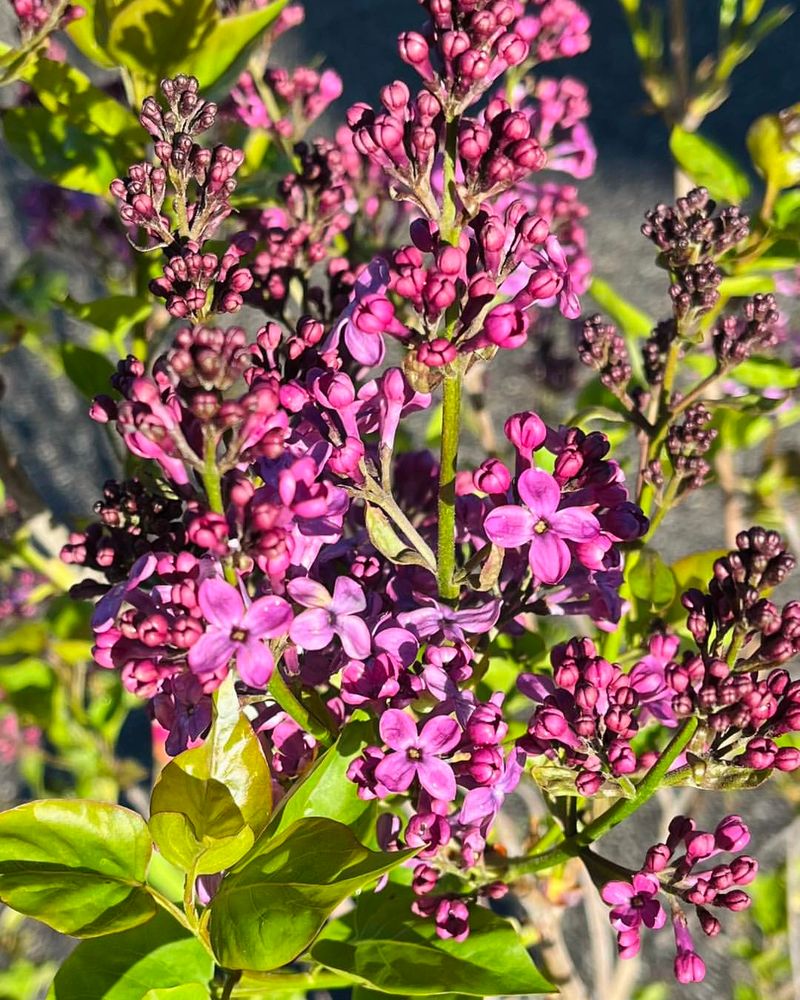 Lilacs