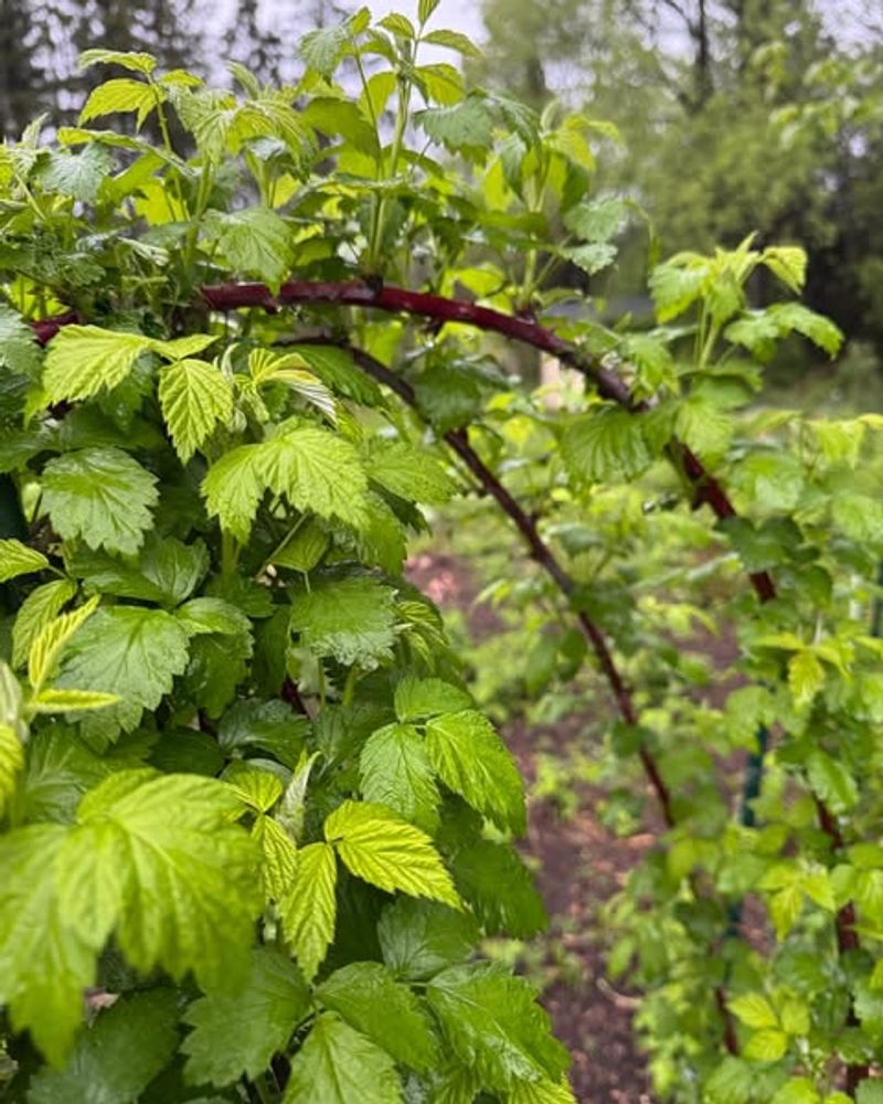 Raspberry Canes