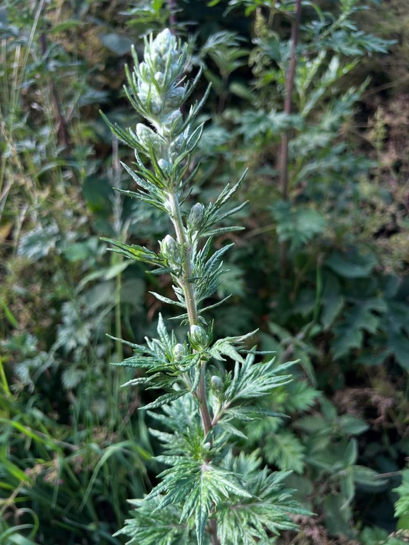 Mugwort