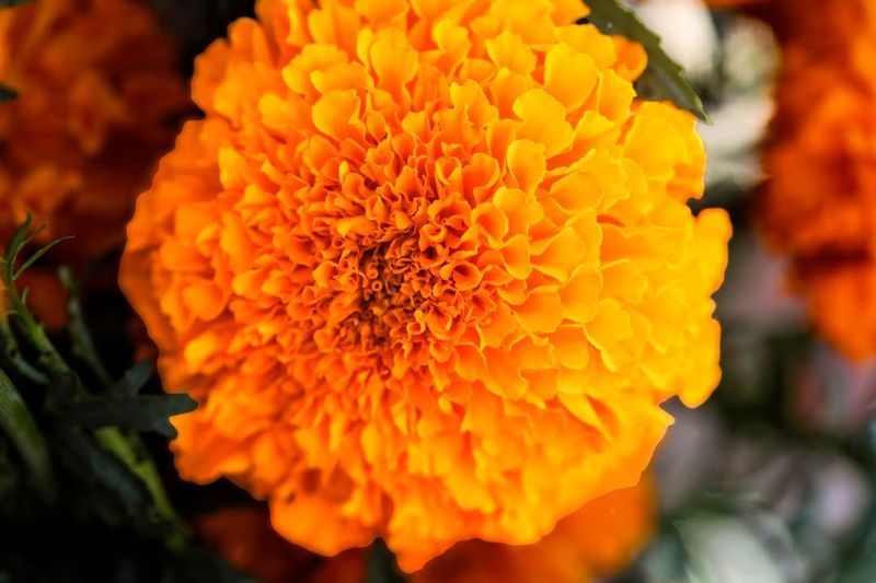 Marigolds