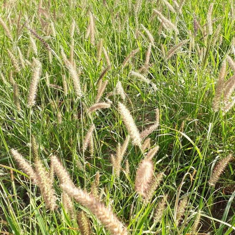 Buffelgrass