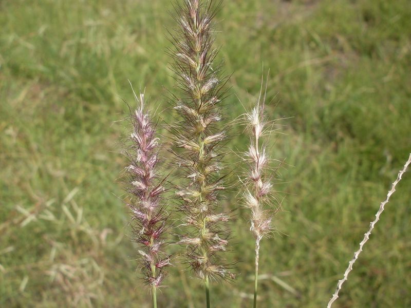 Buffelgrass (Pennisetum ciliare)