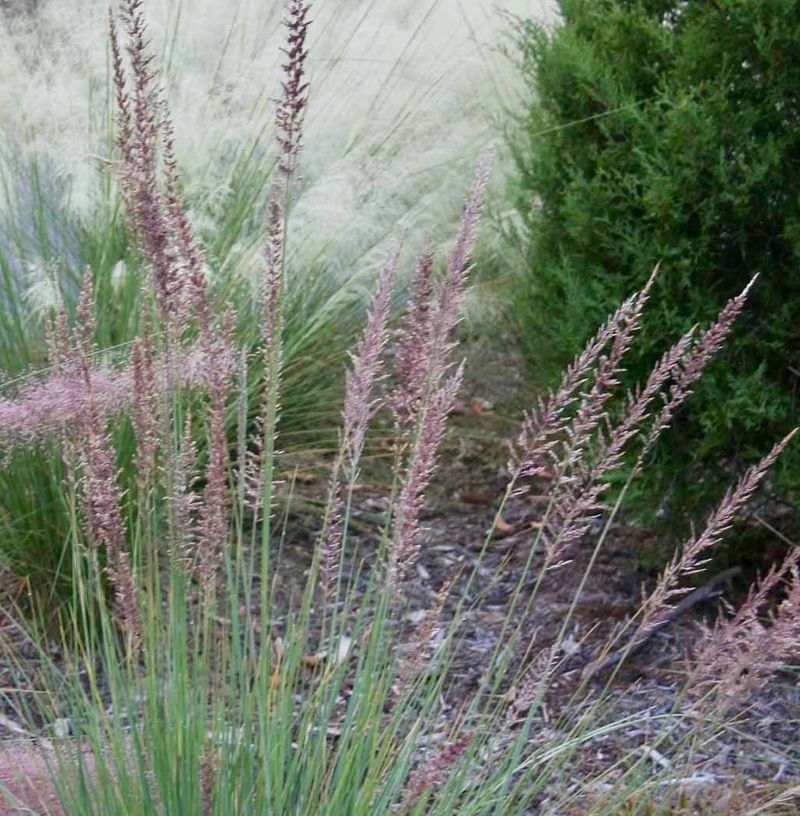 Lindheimer's Muhly