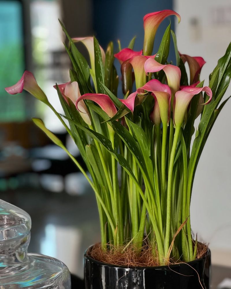 Calla Lilies