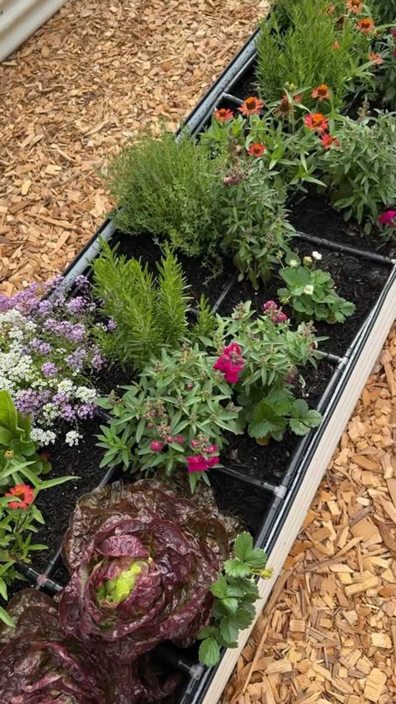 Edible Landscaping Borders