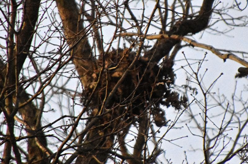Flying Squirrels Create Hidden Nighttime Homes