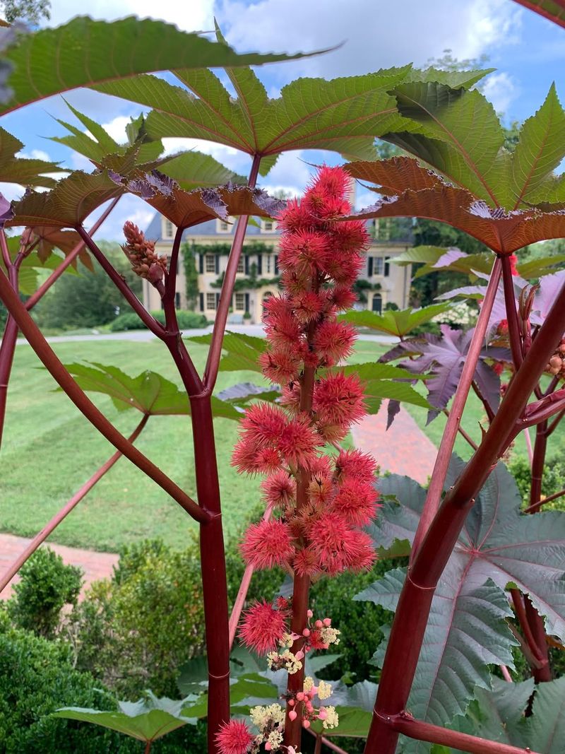 Castor Bean Plant