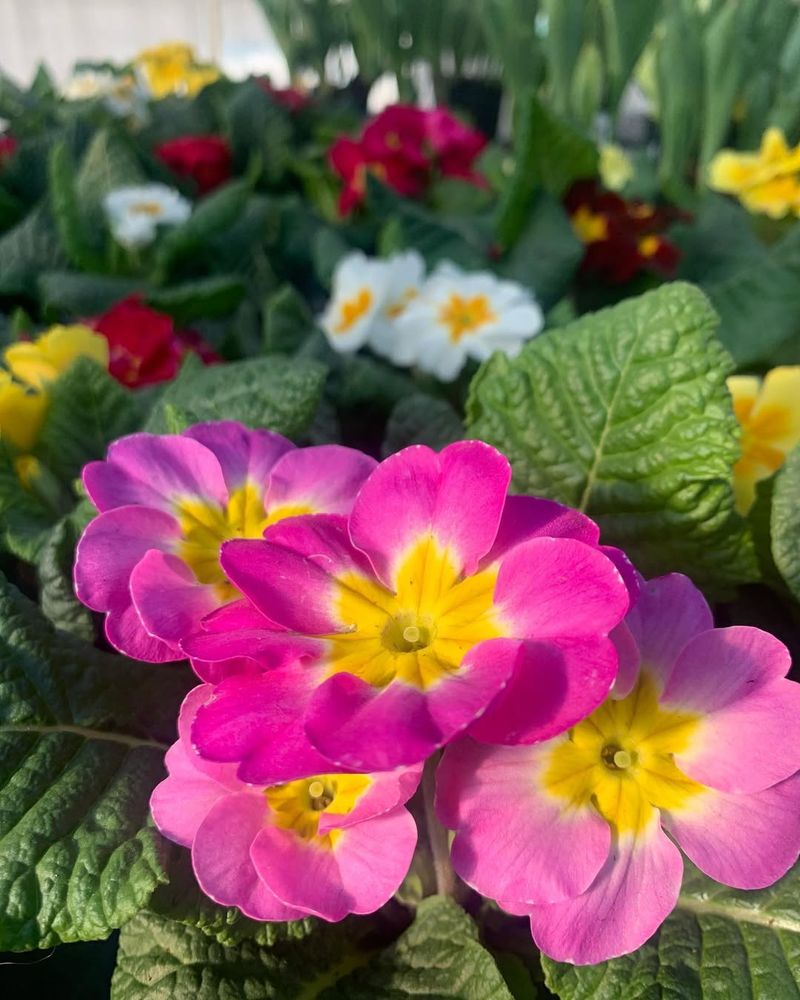 Primrose