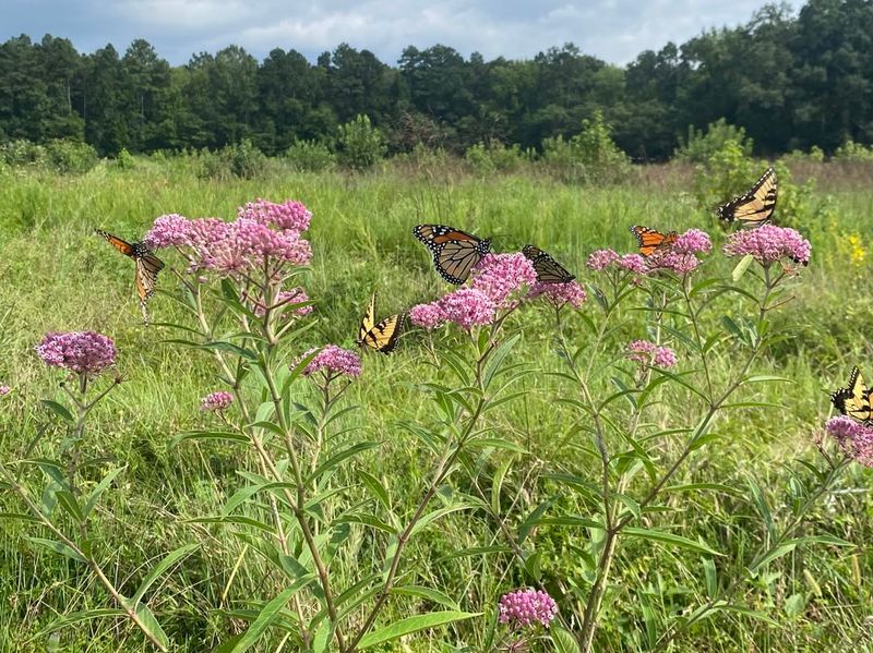 Wetland Habitat Matches Butterfly Preferences