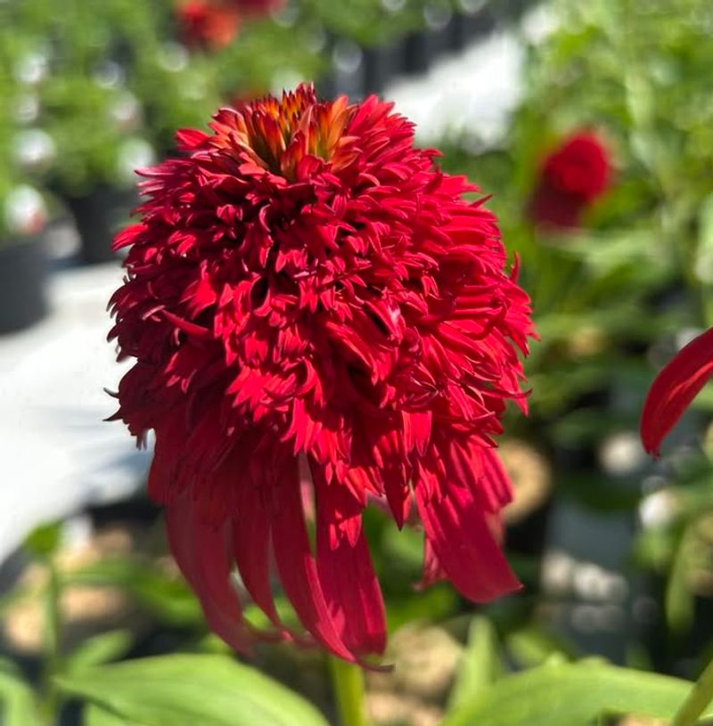 Hot Papaya Coneflower