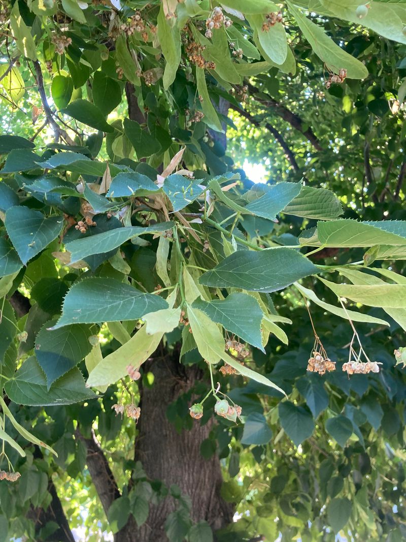 Extended Flowering Window Compared To Most Trees