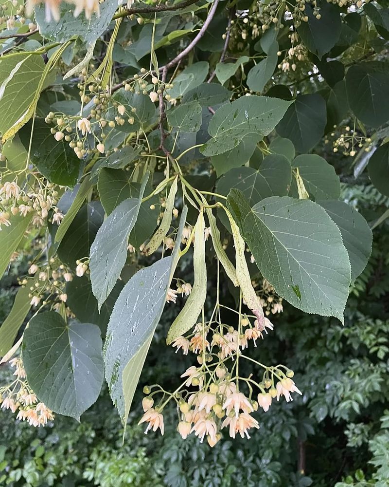 Abundant Nectar Production Feeds Thousands