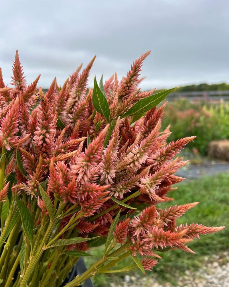 Protection for Perennial Roots