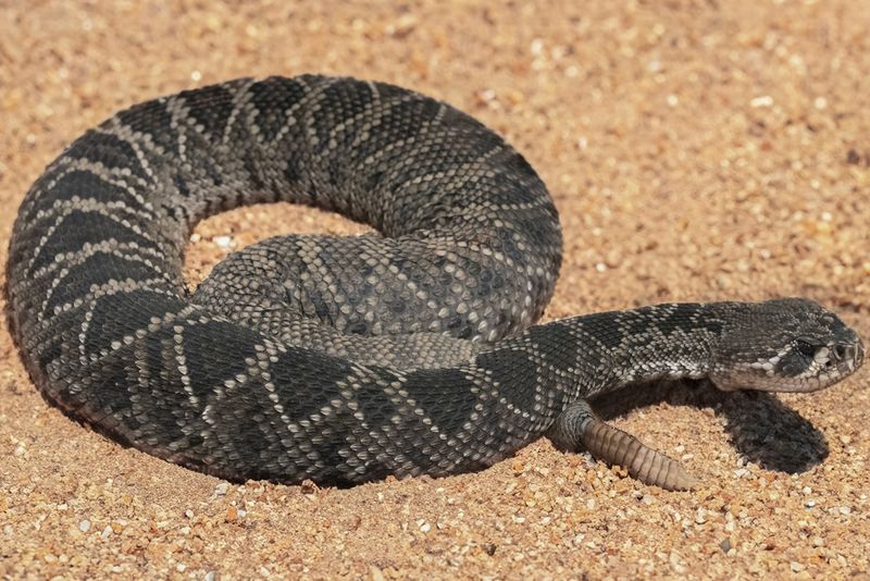 Snake Population Controllers