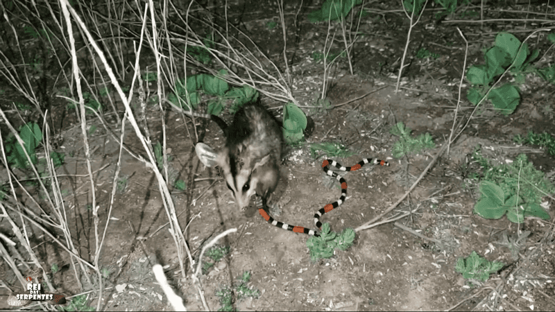 Snake Bite Immunity Advantage