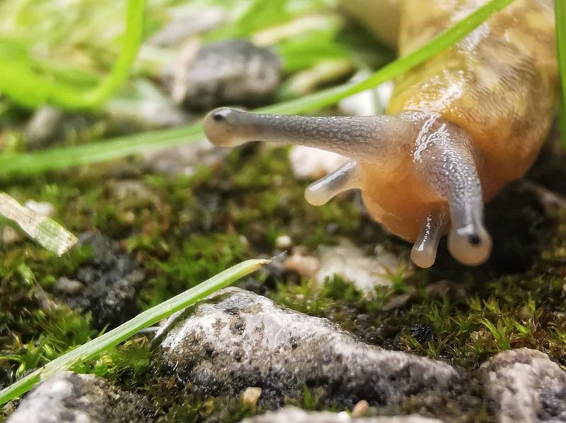 Deters Garden Pests Naturally