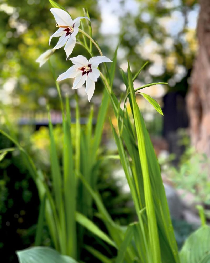 Acidanthera