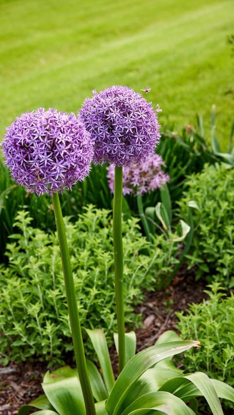 Alliums
