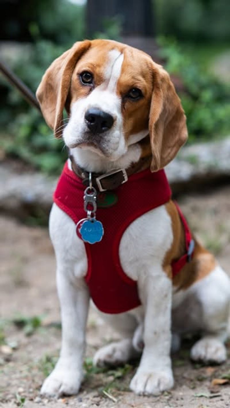 Beagle
