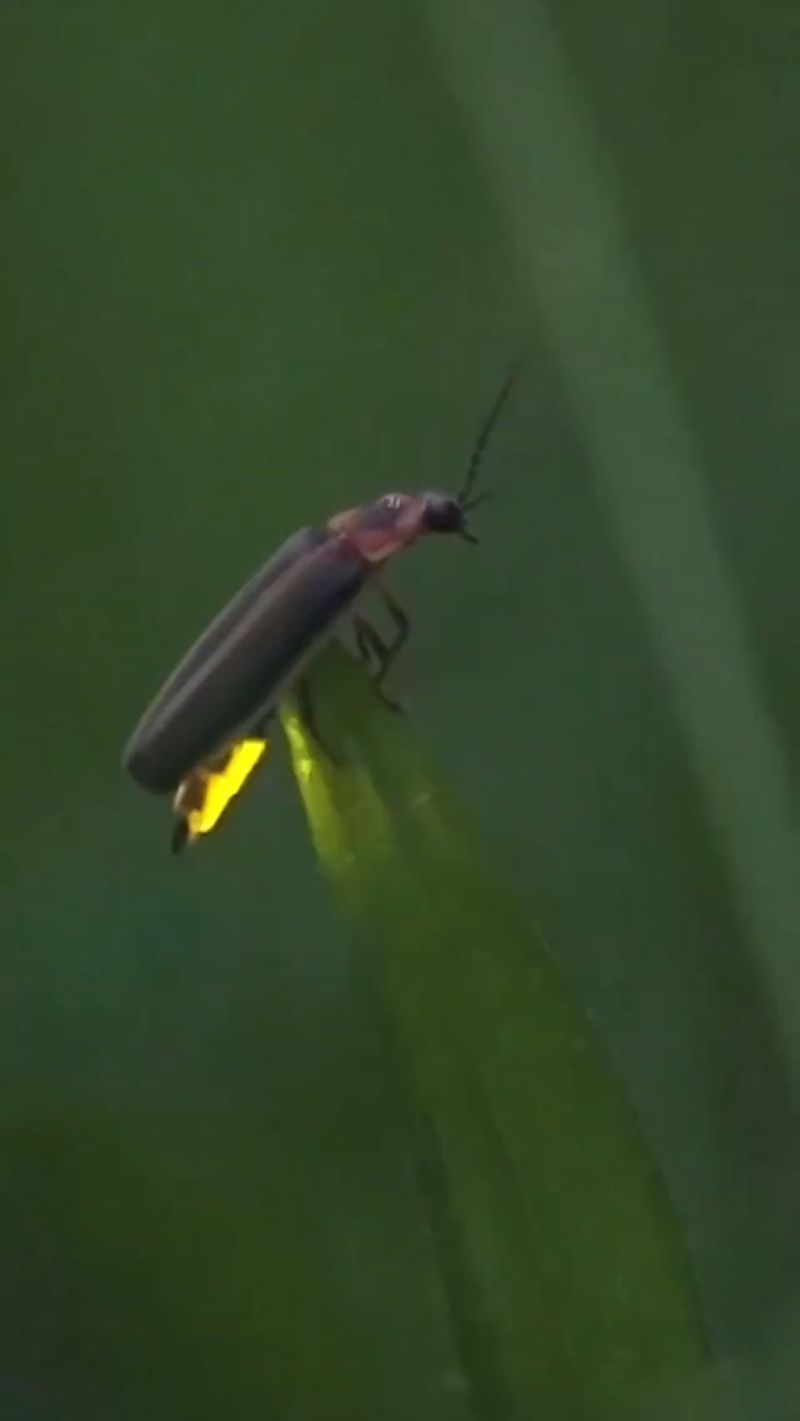 Water Pollution Contaminates Their Habitats