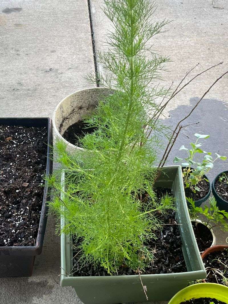 Adds Curb Appeal With Feathery Texture