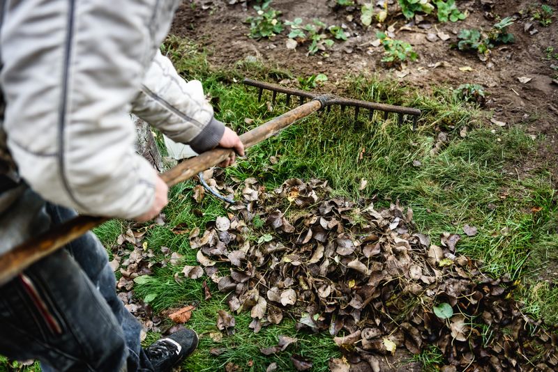 Preparing Lawns For Winter Dormancy