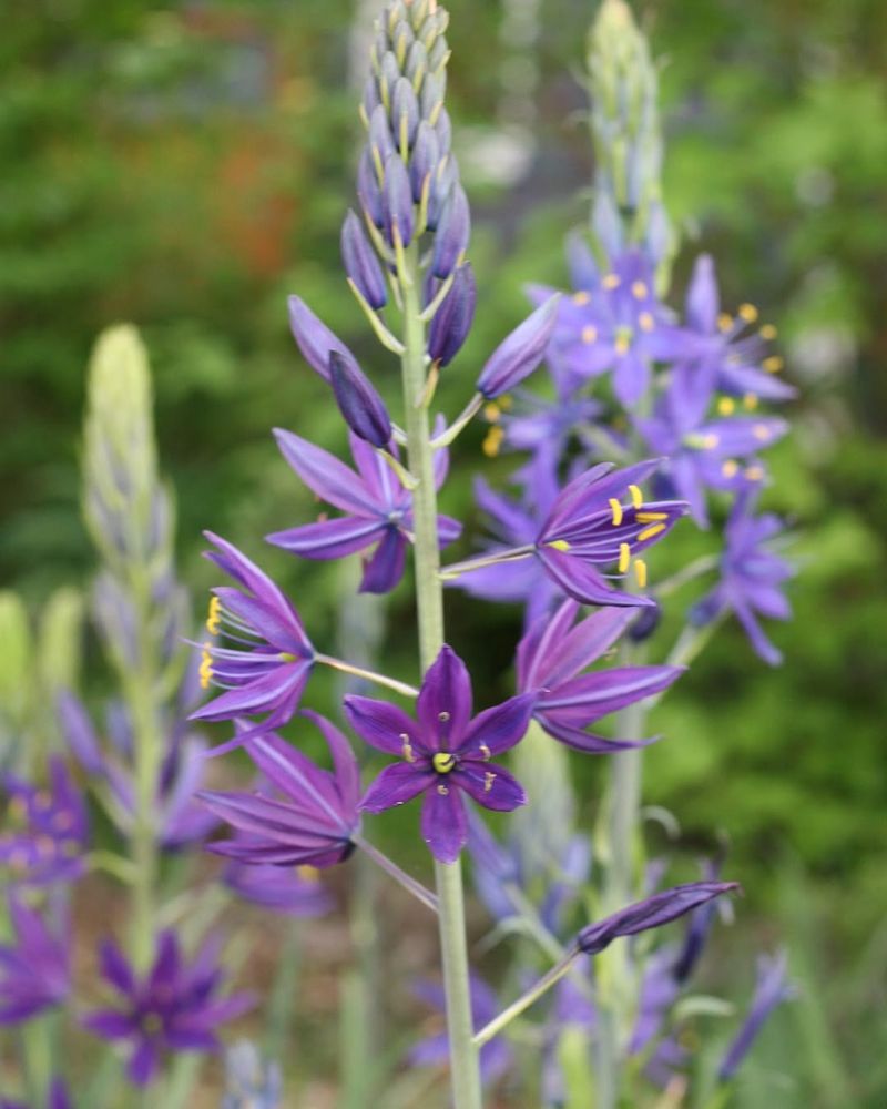 Camassia