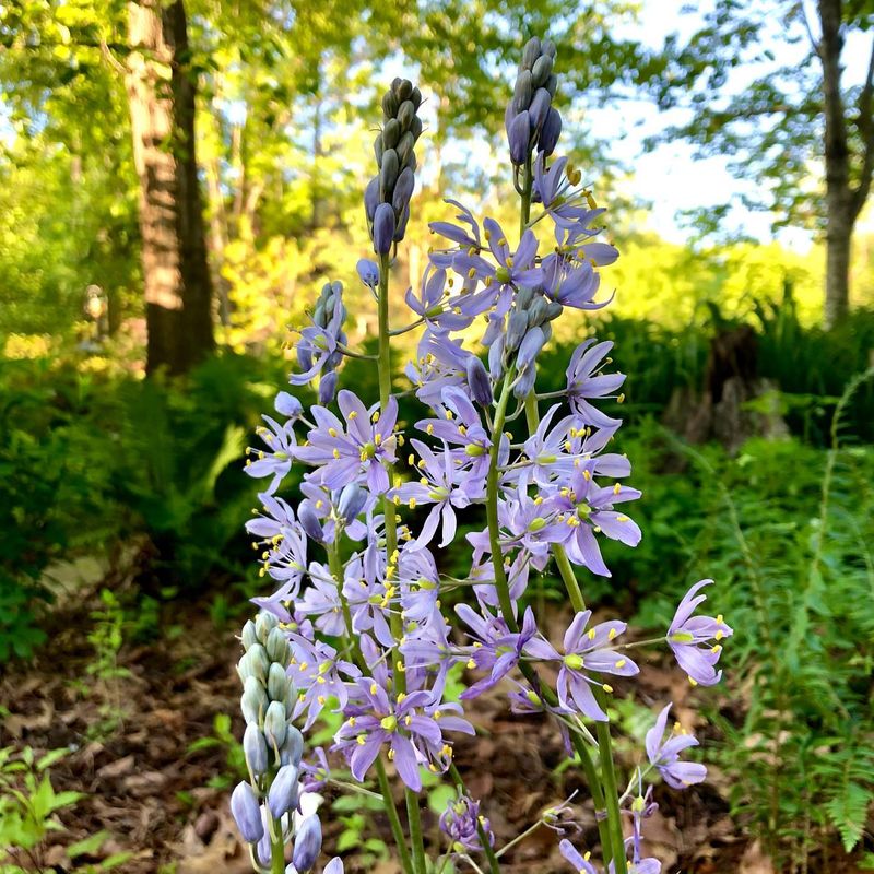 Camassia (Wild Hyacinth)