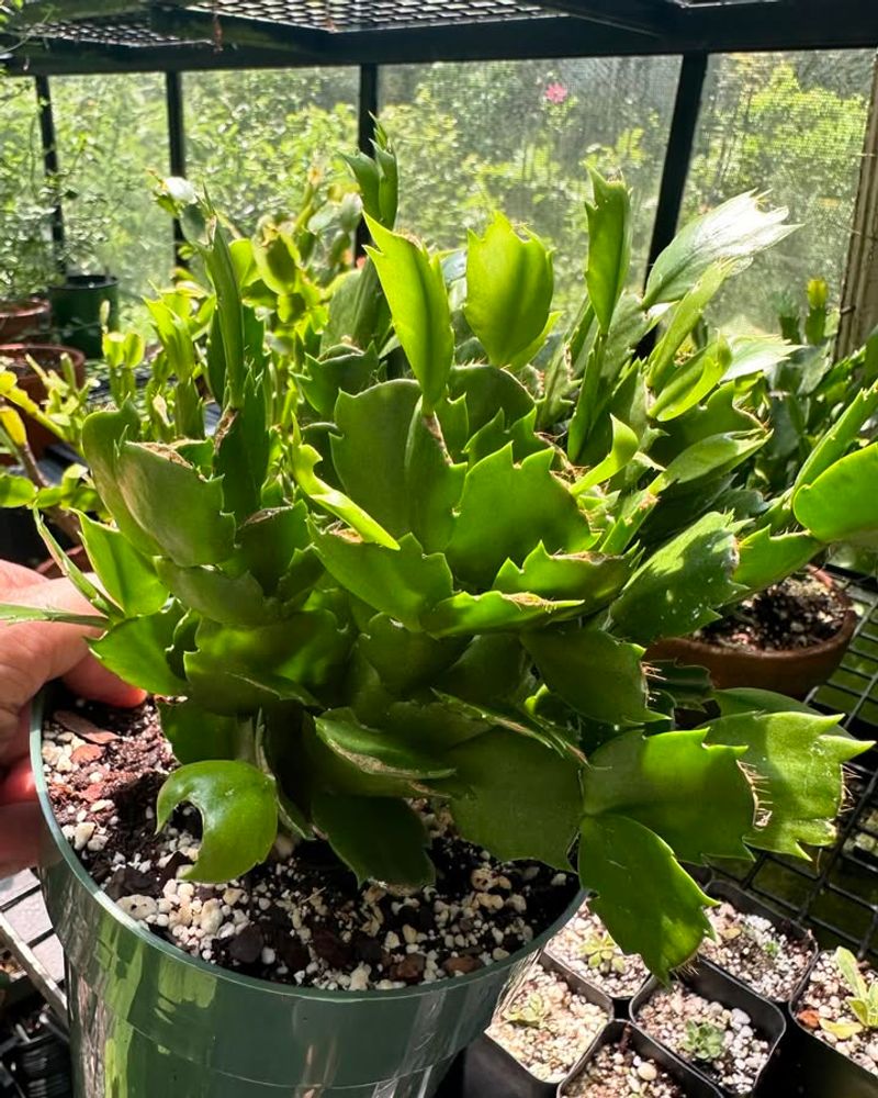 Plants Have Been Outside Since Spring