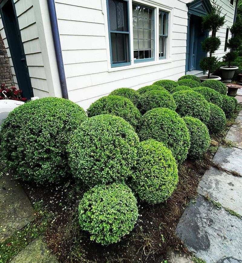 Boxwood Shrubs