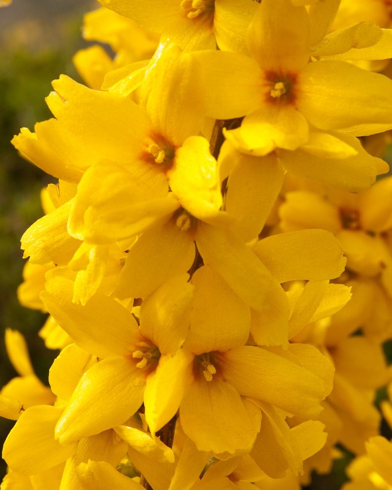 Forsythia