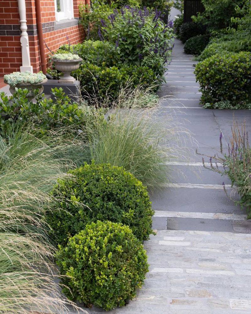 Evergreen Shrubs
