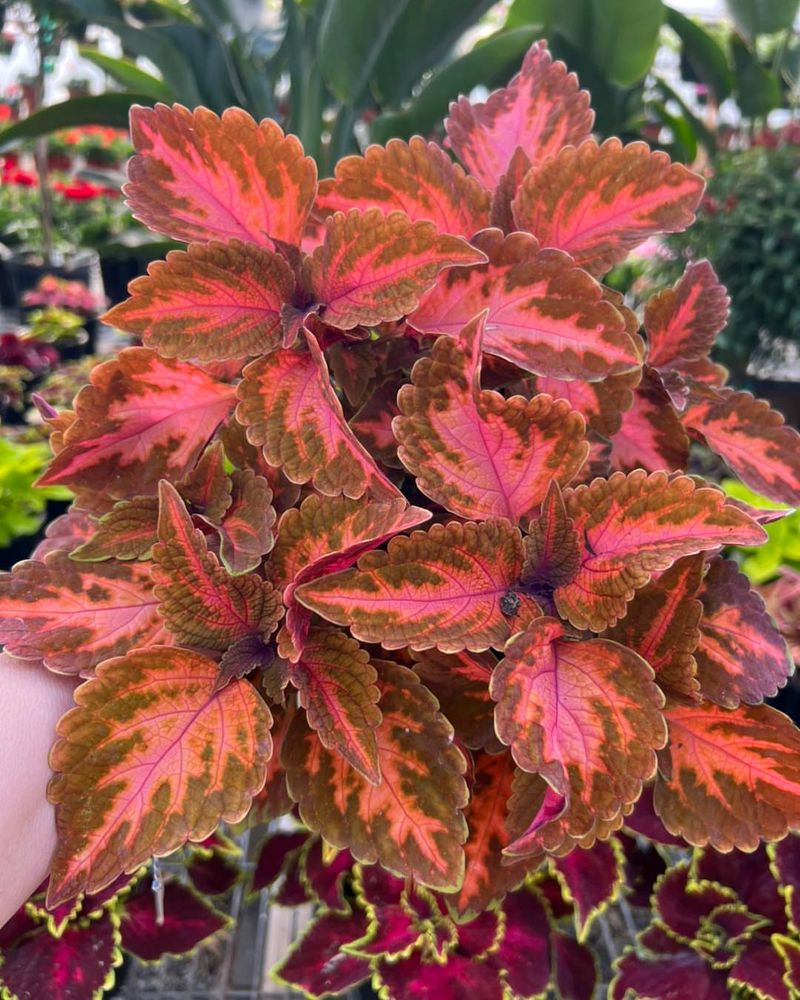 Coleus