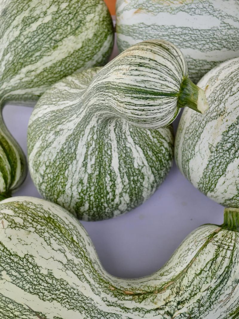Green Striped Cushaw