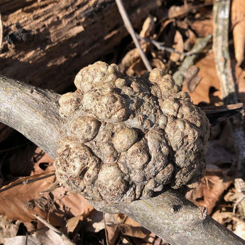 Burl Growth