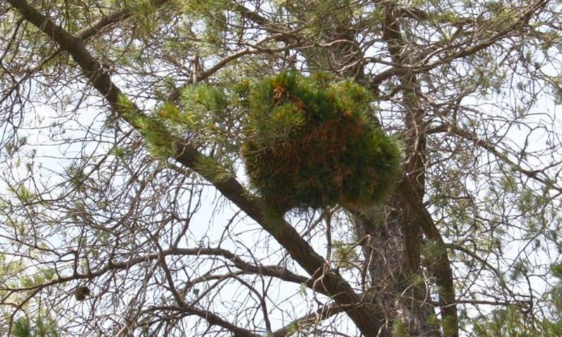Witch's Broom Disease Creates Dense Clusters