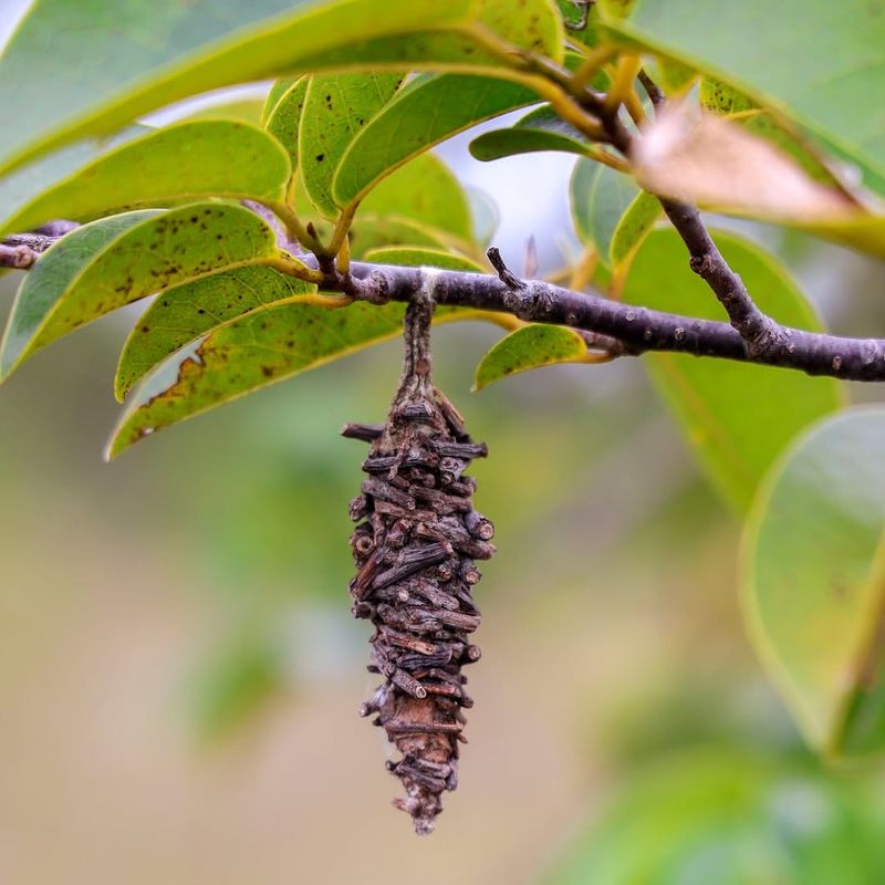 Bagworm Shelters
