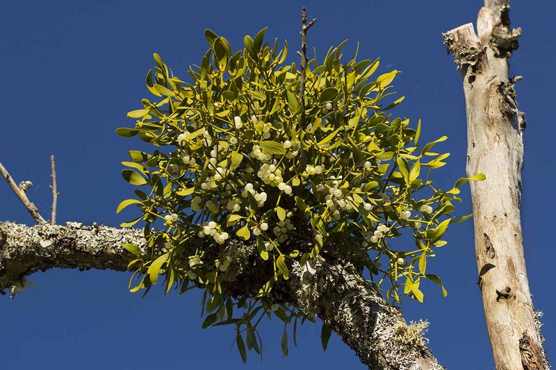 Mistletoe Clumps Fool Many Tree Owners