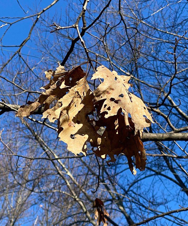 Leaf Debris Caught In Branches