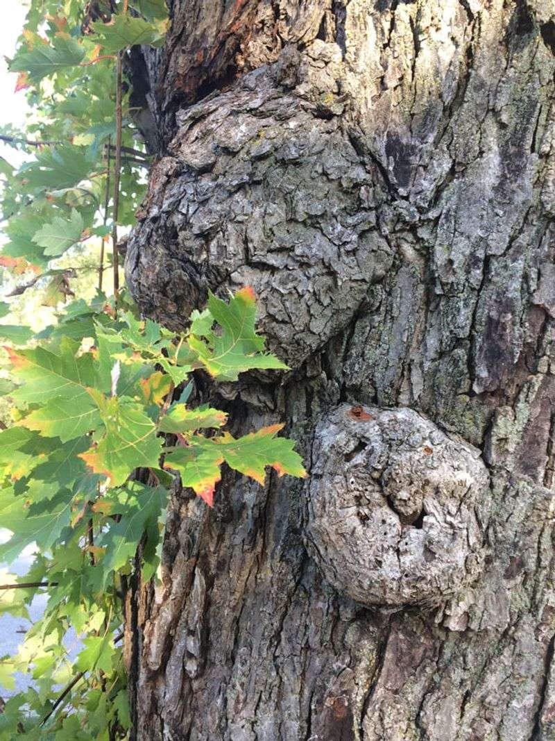 Burl Growths Look Like Lumpy Leaf Clusters