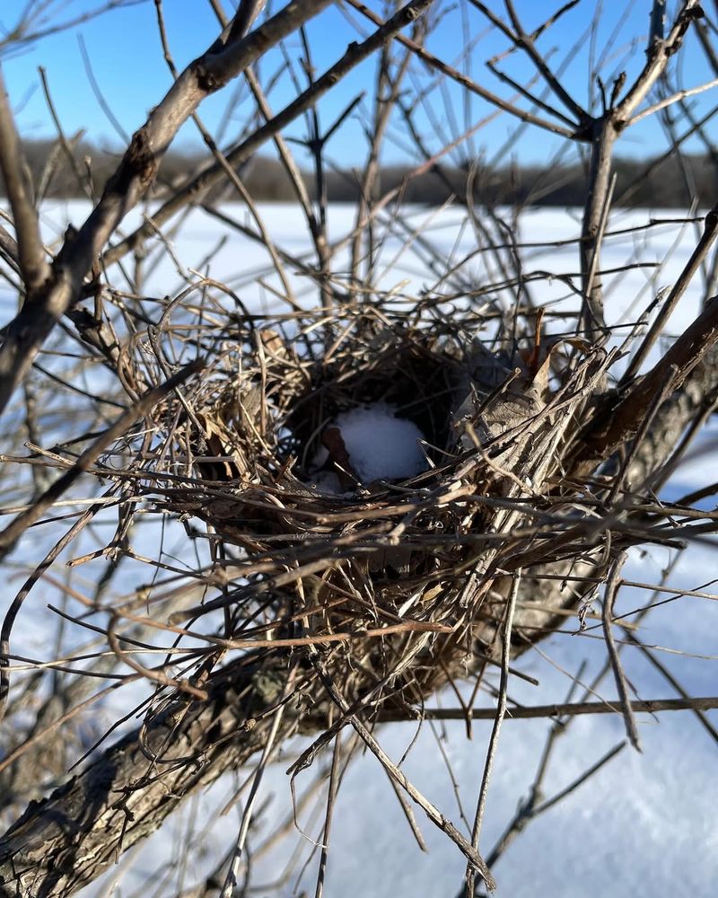 Old Nests Left Behind After Breeding Season