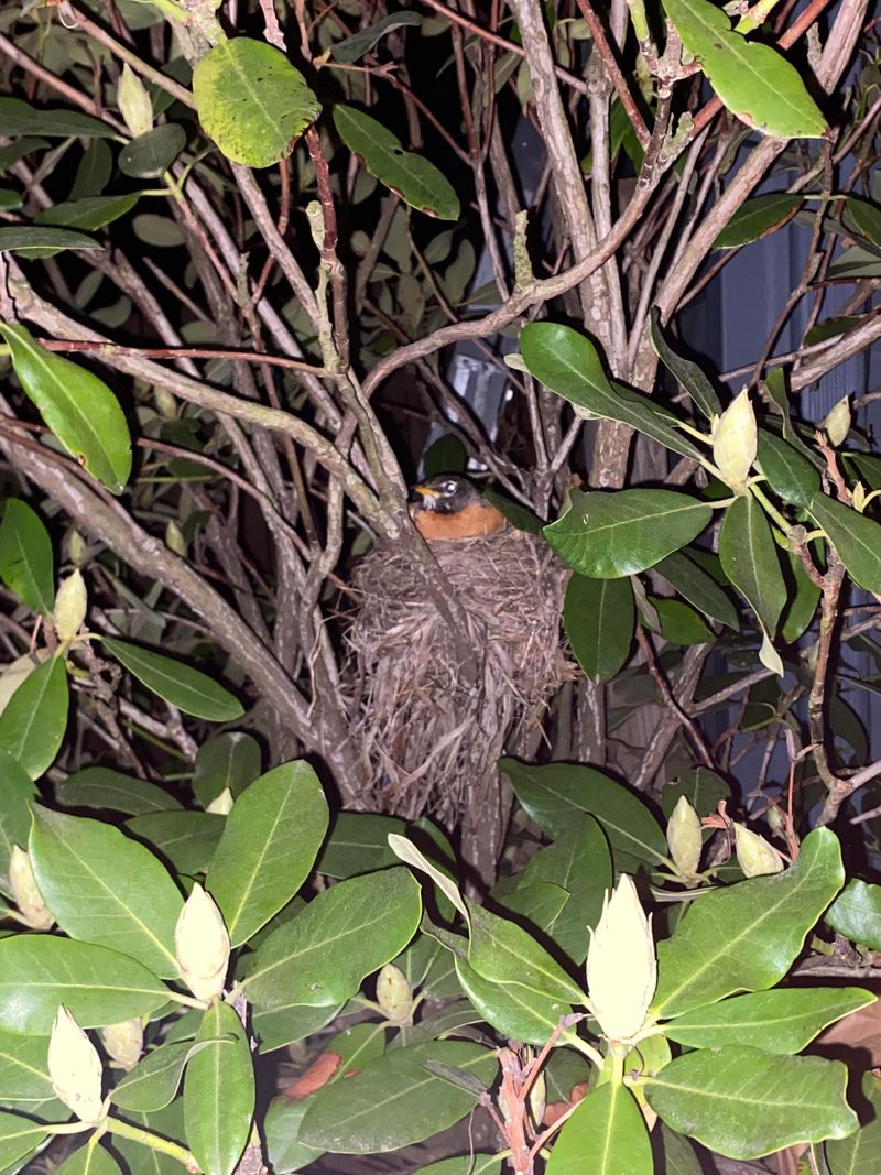 Abandoned Nests Collect Extra Material
