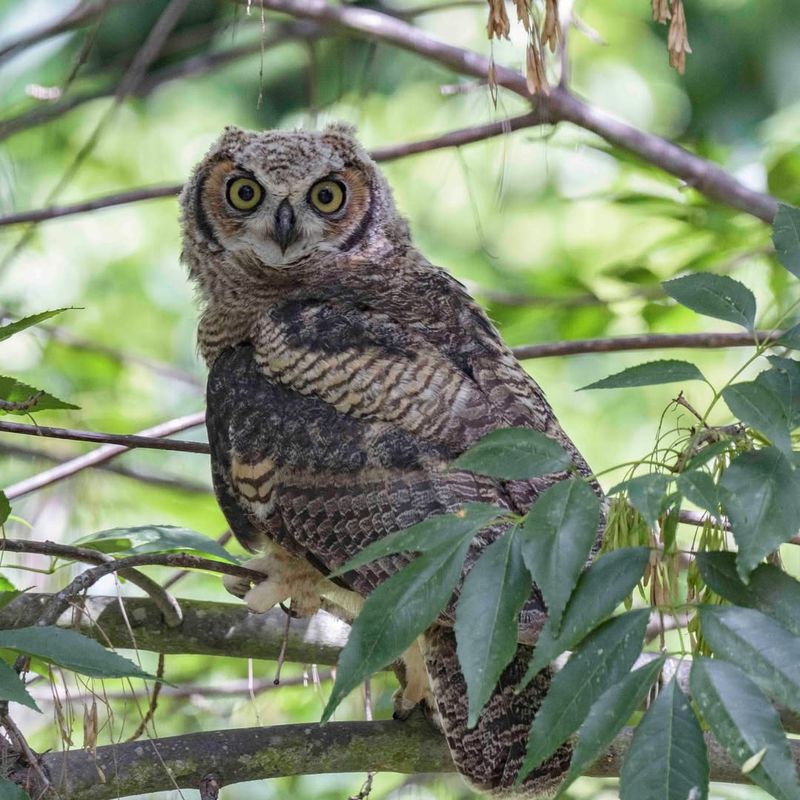 Great Horned Owls