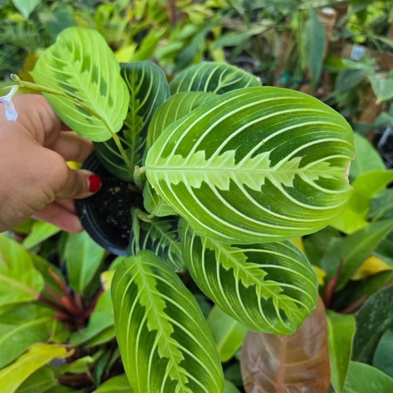 Houseplants That Thrive Through Ohio Winters