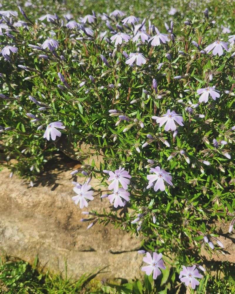 Creeping Phlox 'Emerald Blue'